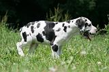 DOGUE ALLEMAND 402